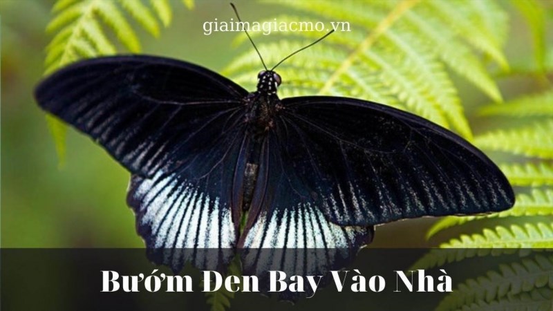 Bướm to bay vào nhà đánh con gì là một câu đố hóc búa, thường được sử dụng để chọc cười và trêu đùa.