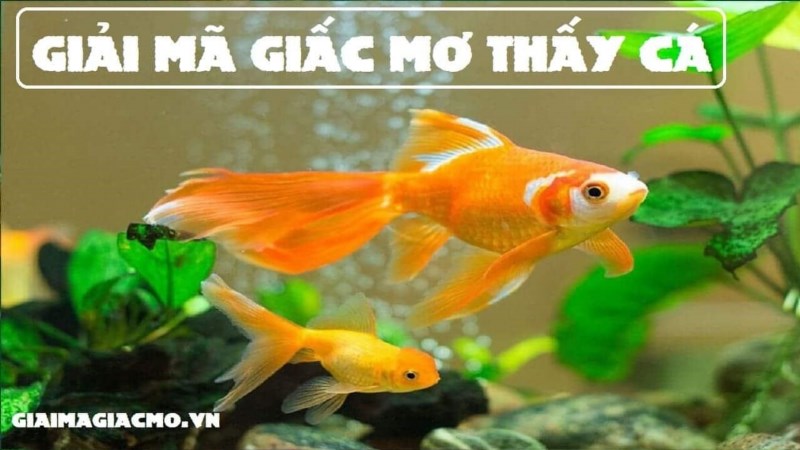 Nằm Mơ Thấy Bắt Được Cá Chép Vàng có thể được hiểu là một giấc mơ mang ý nghĩa tốt lành và may mắn. Cá chép vàng trong văn hóa Đông Á thường được coi là biểu tượng của tài lộc và thịnh vượng.